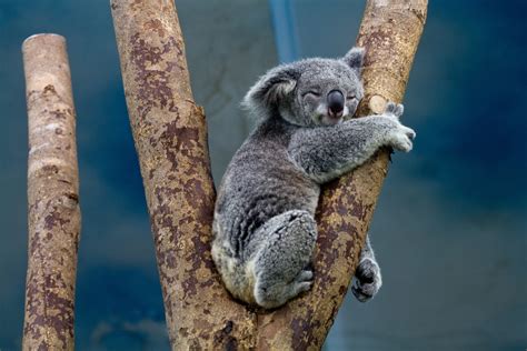 how are koalas similar to bears
